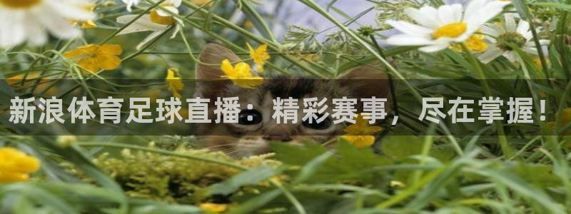 新浪体育足球直播：精彩赛事，尽在掌握！